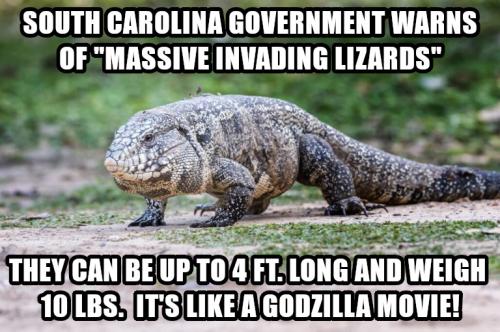 invading lizards