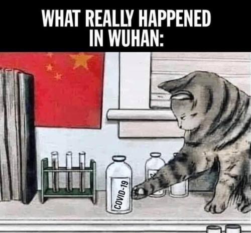 wuahan cat