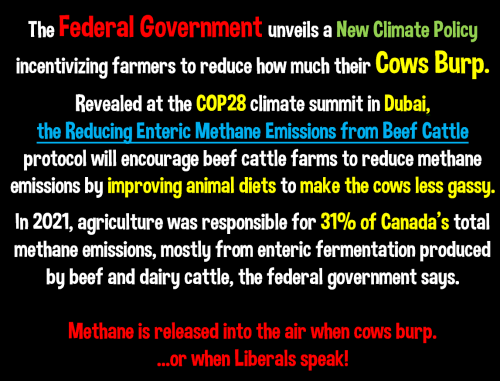 cow burps
