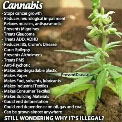 Cannabis benefits