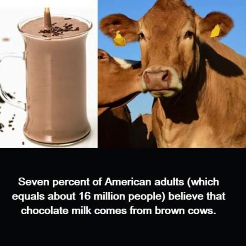 brown cows