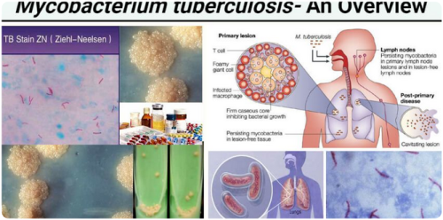 Screenshot 2023-12-10 at 13-11-25 Pin on Microbiology Notes