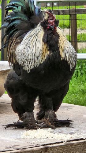 feathered foot rooster