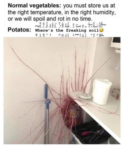 potato grows