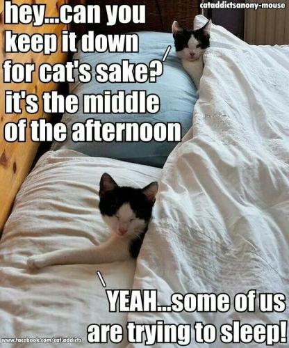 07cb4b97a447f3ea8313effe97dc0ba8