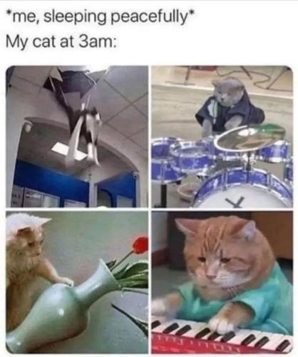 sleeping-peacefully-my-cat-at-3am