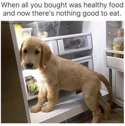 dog-all-bought-healthy-food-and-now-theres-nothing-good-eat-humor_me_pink