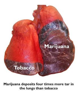 pot lungs