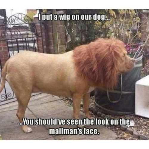 oput-wig-on-our-dog-shouldve-seen-look-on-mailmans-face