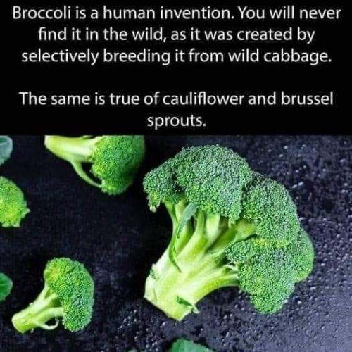 FB_IMG_1706670744751