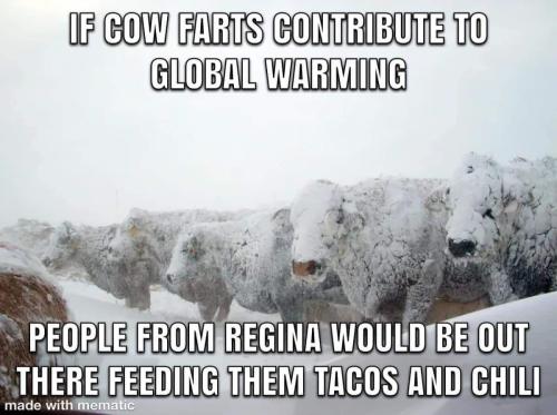 cows farting