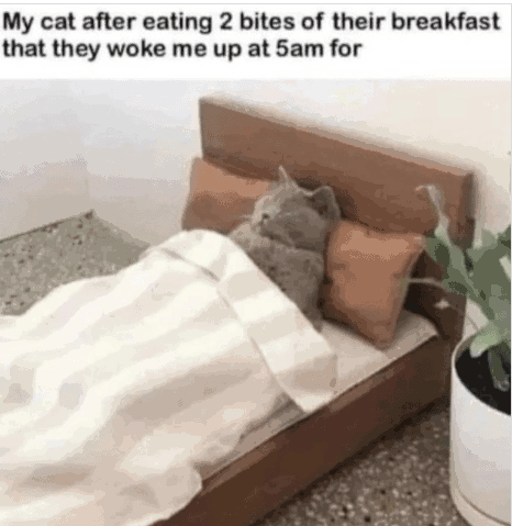my-cat-after-eating-2-bites-their-breakfast-they-woke-up-at-5am