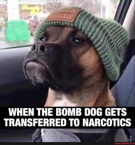 sngine_9bead5a66ed5ca319a6aa88aff78e85b