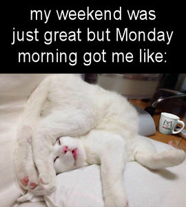 if moday morning was a cat01