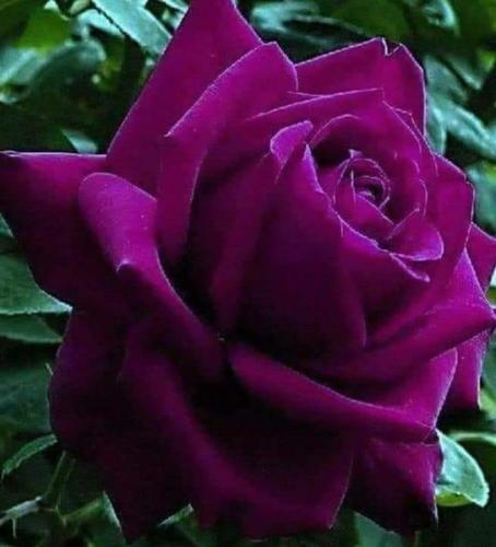 FB_IMG_1706341117332
