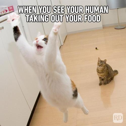 Hilarious-Cat-Memes-26