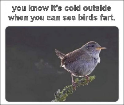 birds fart