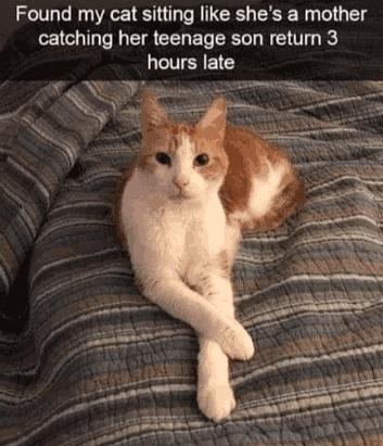 found-my-cat-sitting-like-shes-mother-catching-her-teenage-son-return-3-hours-late