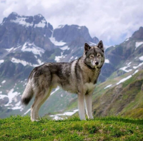 Wolf on the mountain top