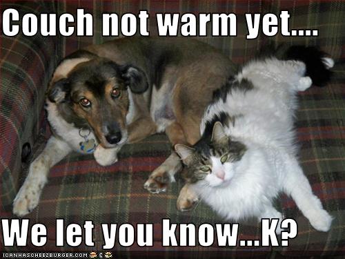 funny-pictures-dog-and-cat-warm-couch1