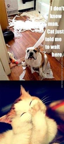dog-dont-know-man-cat-just-told-me-to-wait-here-ore-f-cats-at-funcatpicturescom
