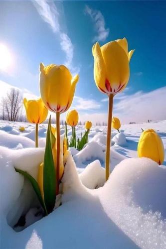 Tulips through Snow