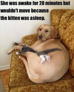 6e2e2749ff1a88333c03cd088e0c6662