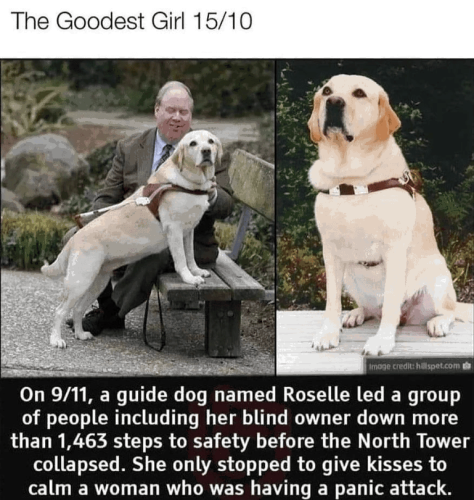 safety-before-north-tower-collapsed-she-only-stopped-give-kisses-calm-woman-who-having-panic-attack