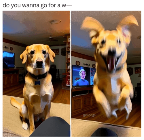 do-wanna-go-w-fidogs