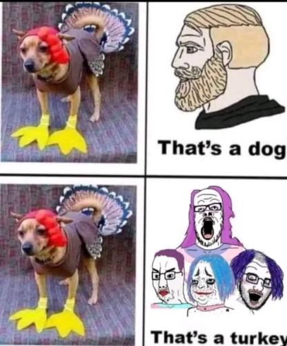 thats a turkey