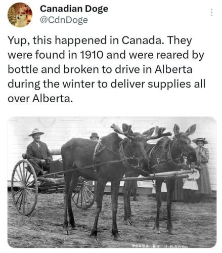 moose