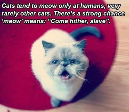 65501ead7b4ac982d290d4512ba87e46