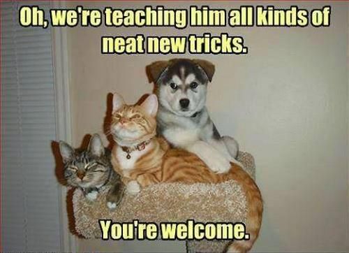 fc8a7b34cc2a3bed74cc6e09e99c640a