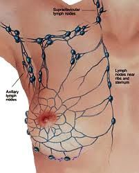370e33734dfdb5c9ece21043ac2823ff--drainage-anatomy