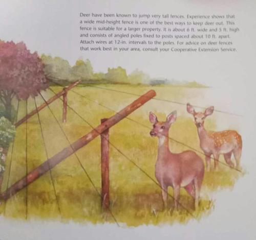 received_323993833957253_kindlephoto-320122972