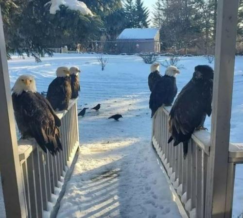 Bald Eagles on Porch