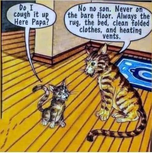 422926299_2057267291316635_8395323379622219233_n