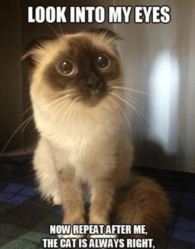 cfad1f6cbb04ed55f6976d64200296e7