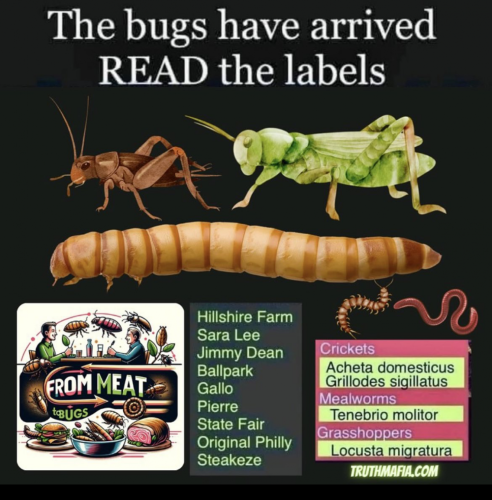FDA and Bug Food Brands