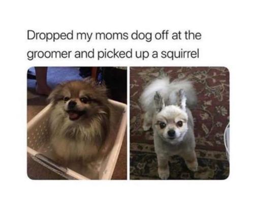 grooming gone wrong