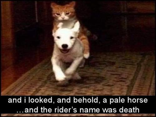 and i looked and behold a pale horse