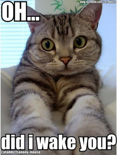cat-wwwfacebookcomcataddicts-didiwake-you-cataddictsanony-mouse