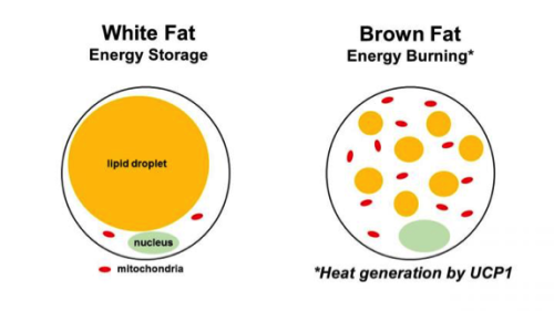 White fat vs brown fat burning