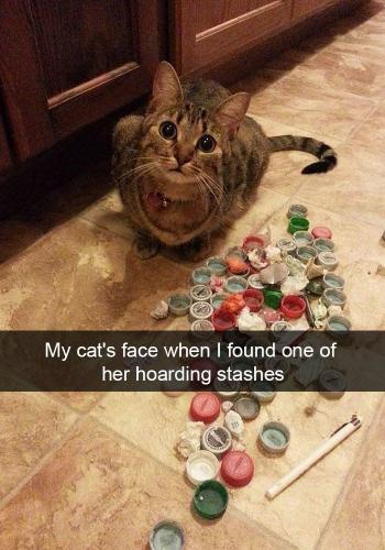 my-cats-face-found-one-her-hoarding-stashes