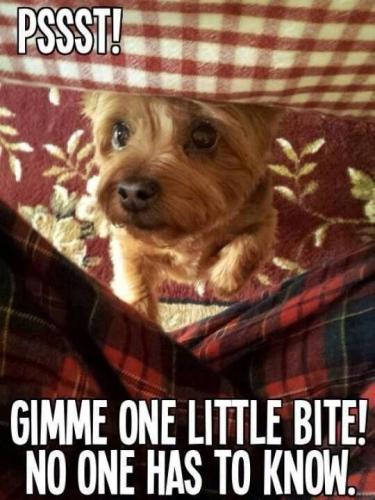 6dd34ddeb1fee587385c7cf14c0bb926