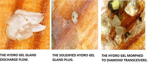GLAND PLUG HYDRO GEL TRIO