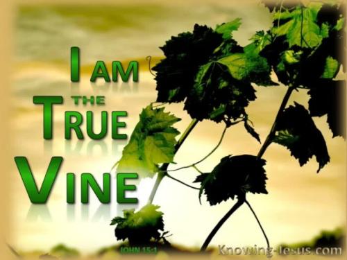 John+15-1+The+True+Vine-green