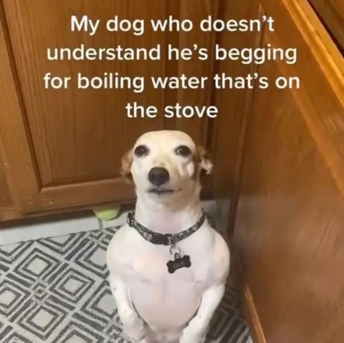 my-dog-who-doesnt-understand-hes-begging-boiling-water-s-on-stove-gus
