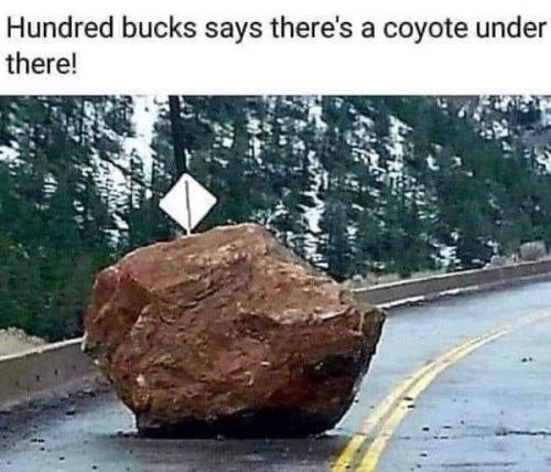 coyote