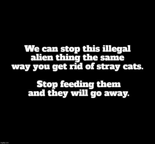 Illegal aliens and stray cats